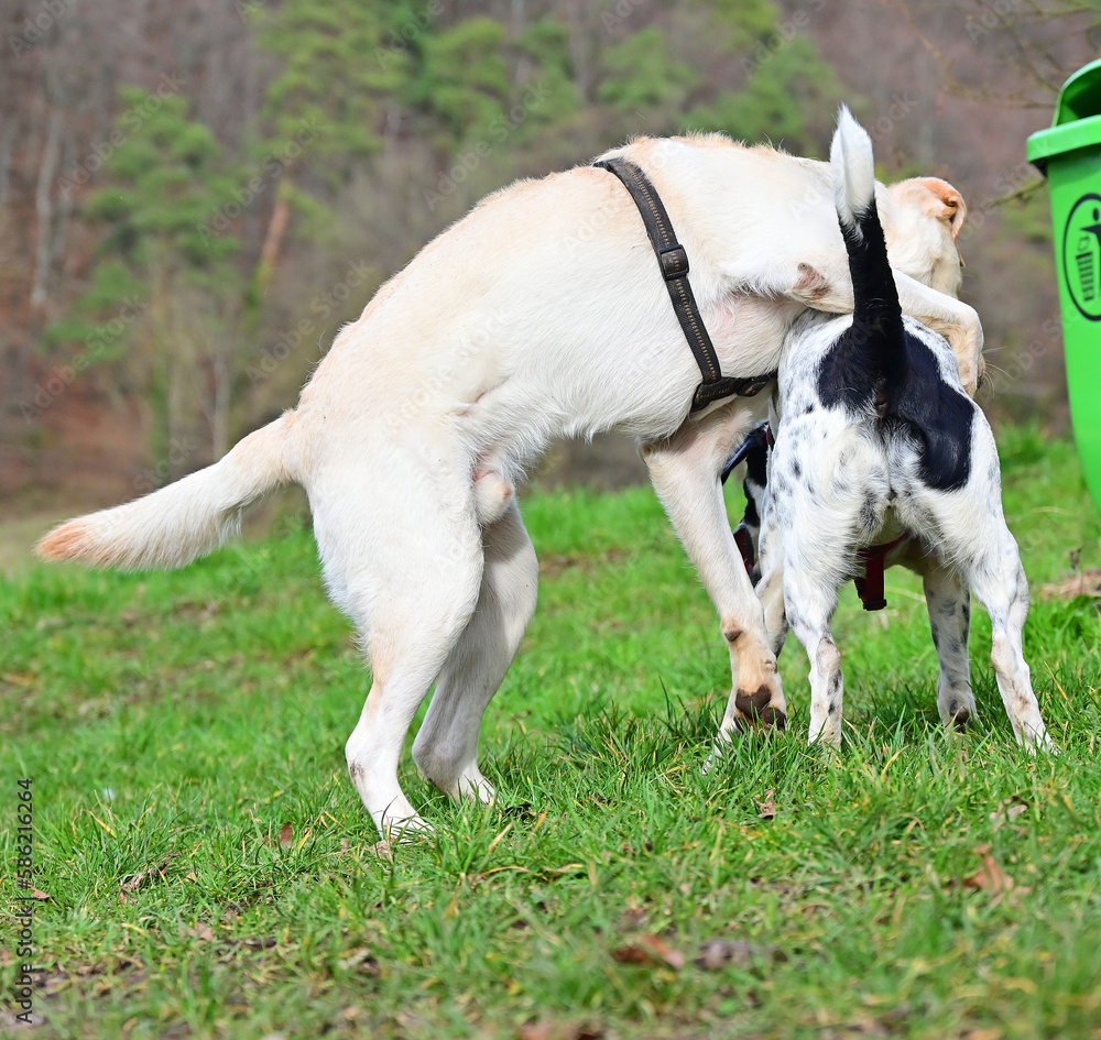 funny dogs talk peacefully funny dogs talk peacefully