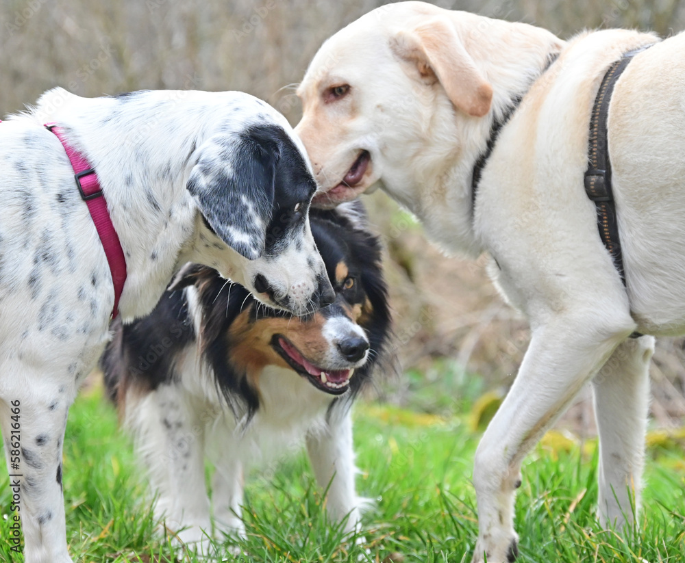  funny dogs talk peacefully