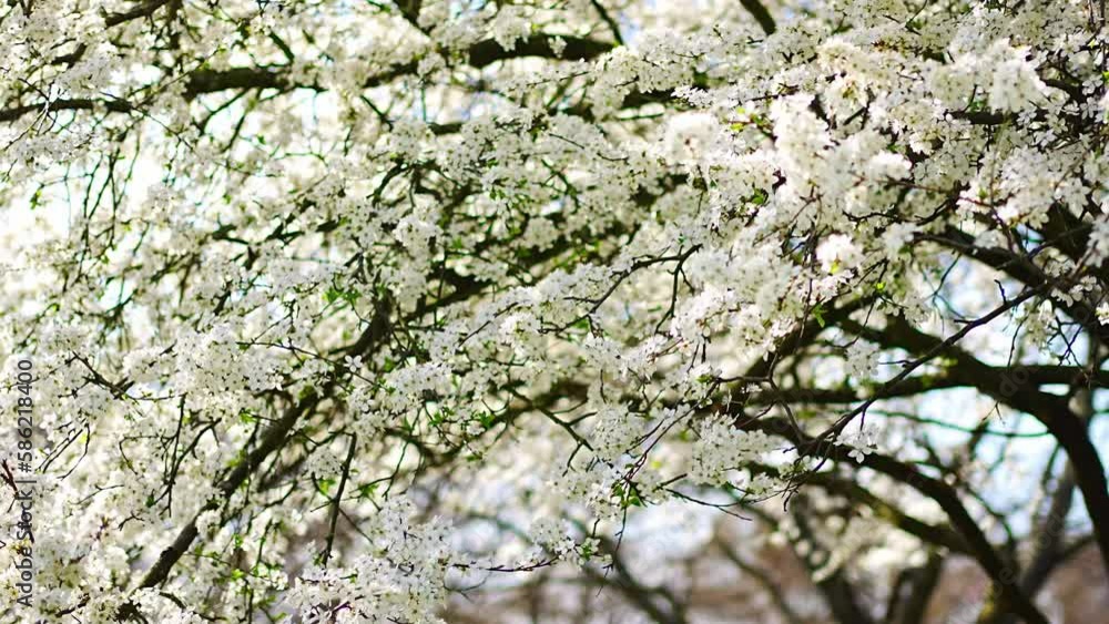 Blossoming apple tree branches on bright sunny day in spring park in Prague in early morning sunrise Blossoming apple tree branches on bright sunny day in spring park in Prague in early morning sunrise