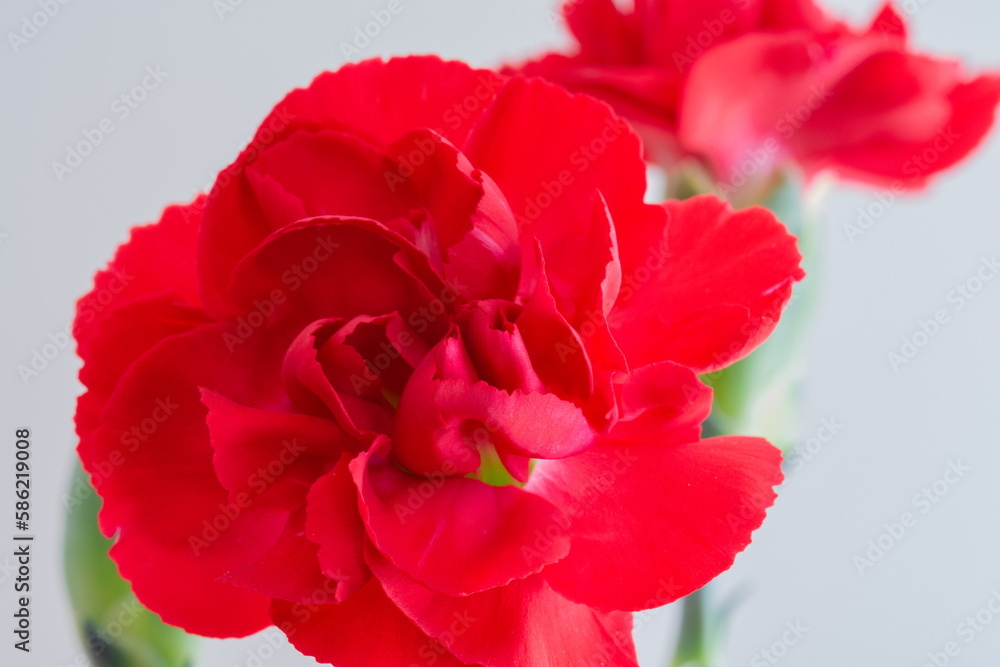 白背景の赤いカーネーション
