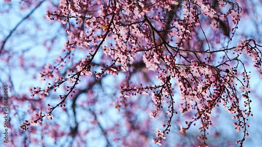 Blossoming almond tree branches on bright sunny day in spring park in Prague in early morning sunrise. Blossoming almond tree branches on bright sunny day in spring park in Prague in early morning sunrise.