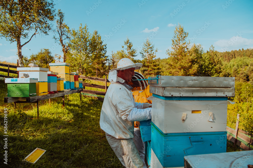 Beekeepers checking honey on the beehive frame in the field. Small business owners on apiary. Natural healthy food produceris working with bees and beehives on the apiary. Beekeepers checking honey on the beehive frame in the field. Small business owners on apiary. Natural healthy food produceris working with bees and beehives on the apiary.