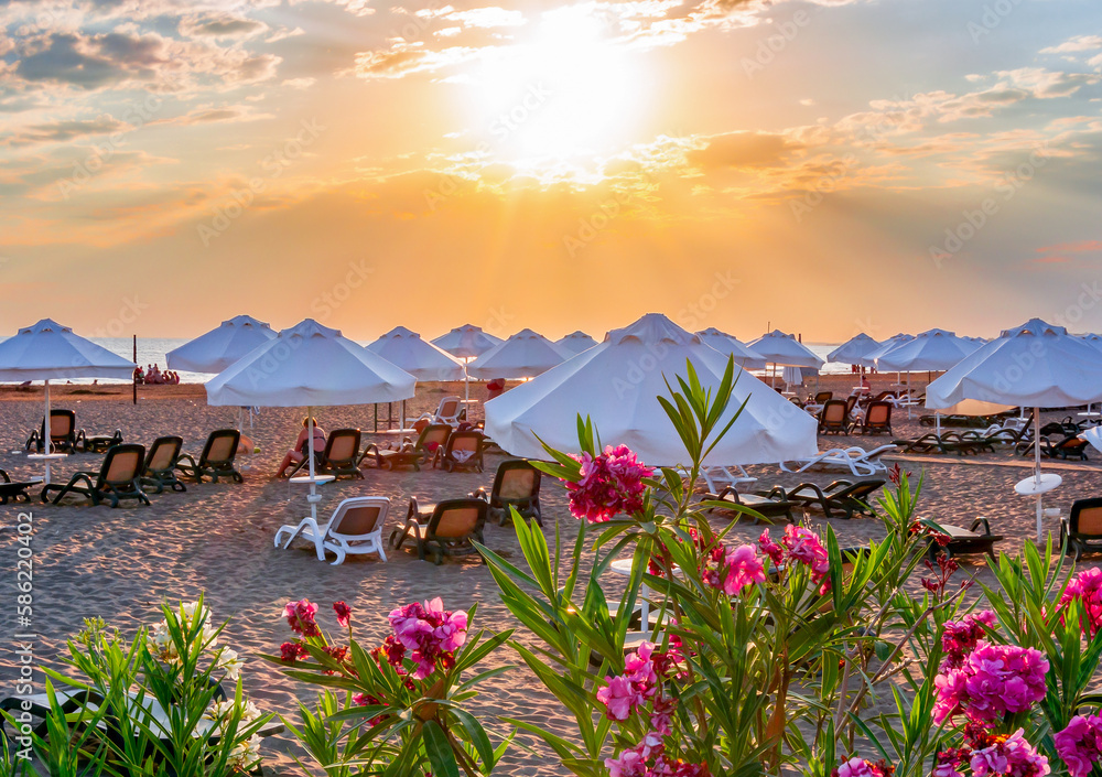 Fototapeta premium Flowers at scenic sunset on a beach