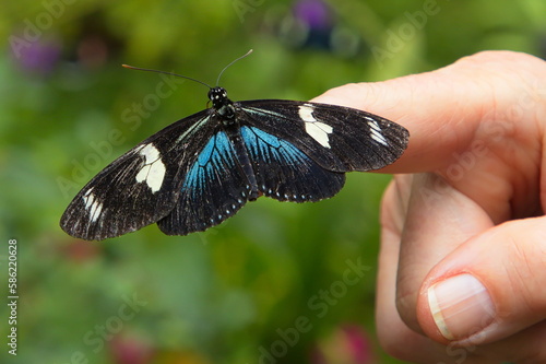 Doris Longwing butterfly in Mariposario de Mindo, Ecuador, South America 