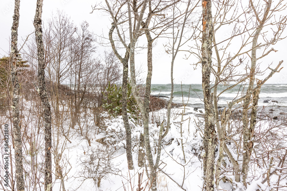 Fototapeta premium coastal landscape with trees