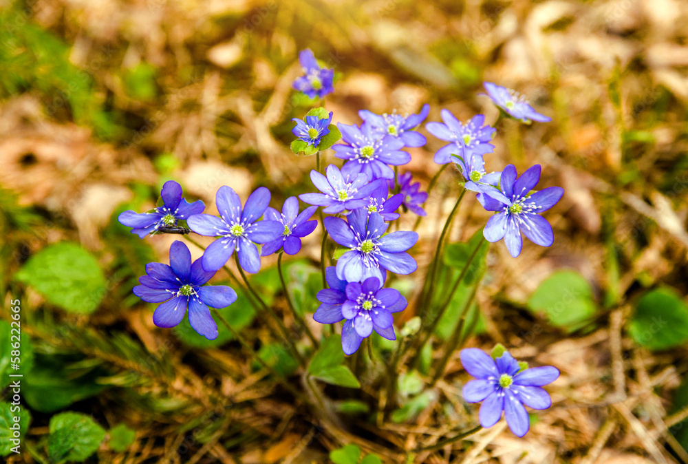 blue snowdrops on a forest glade
blue snowdrops on a forest glade