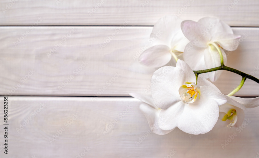 A branch of white orchids on a white wooden background
A branch of white orchids on a white wooden background