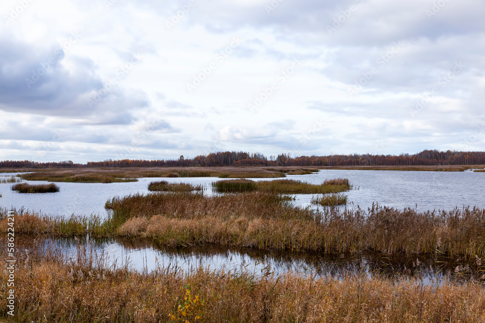 A swampy area in the autumn season