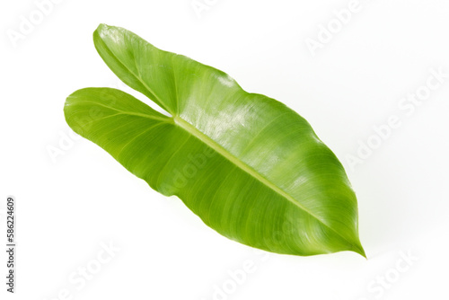 tropical leaves on white background