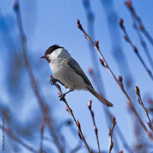 Black-capped tit (Poecile montanus) in spring time.