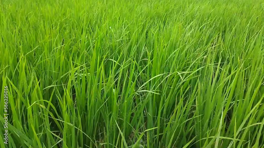 unfruitful rice plants exposed to the wind, unfruitful rice plants exposed to the wind,