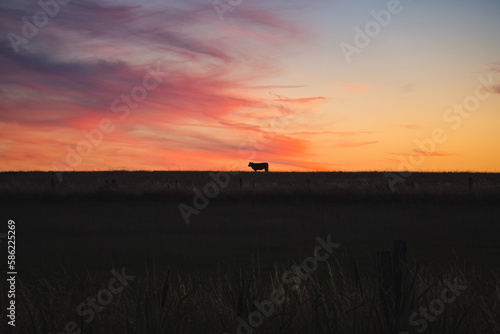 Cow before sunset