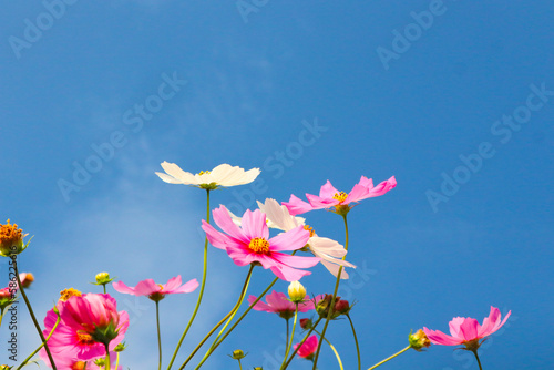 Pink cosmos flowers with blue sky in garden.