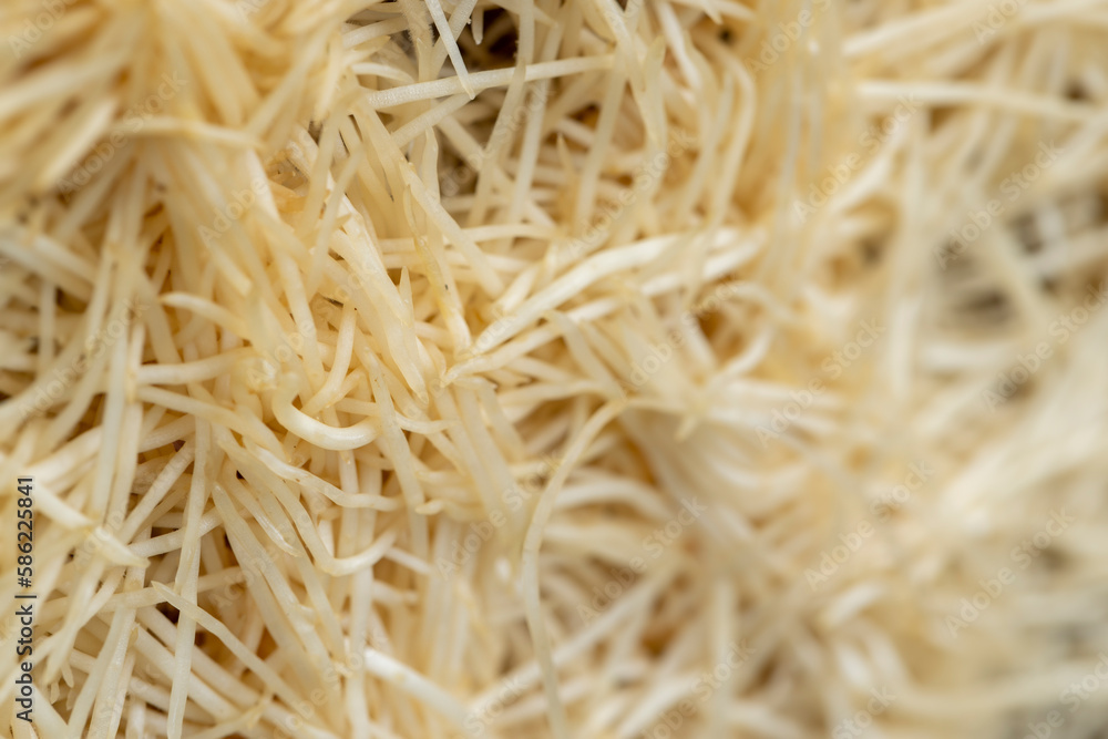 A large number of pea roots are light yellow A large number of pea roots are light yellow