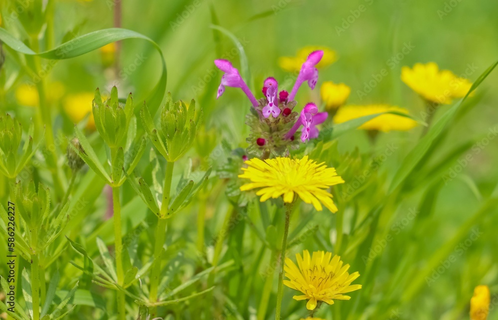 Fototapeta premium The flower with the scientific name Henbit deadnettle grows by itself in fields and pastures in Turkey.