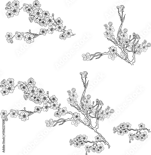 Free hand Sakura flower vector set, Beautiful line art Peach blossom isolate on white background.Branch of cherry blossom for printing on wallpapers and sticker.Japanese flower.Golden line art.