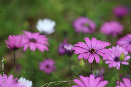 a closeup shot of a purple Dimorphotheca ecklonis  also known as Cape marguerite. Selective focus.