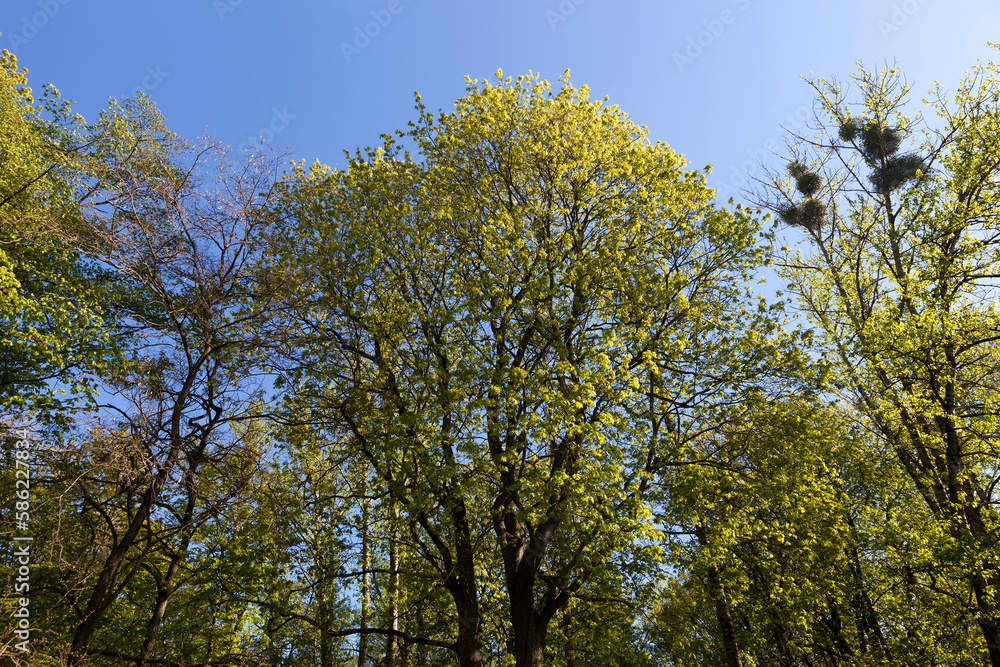 Young spring foliage of trees in the spring season Young spring foliage of trees in the spring season