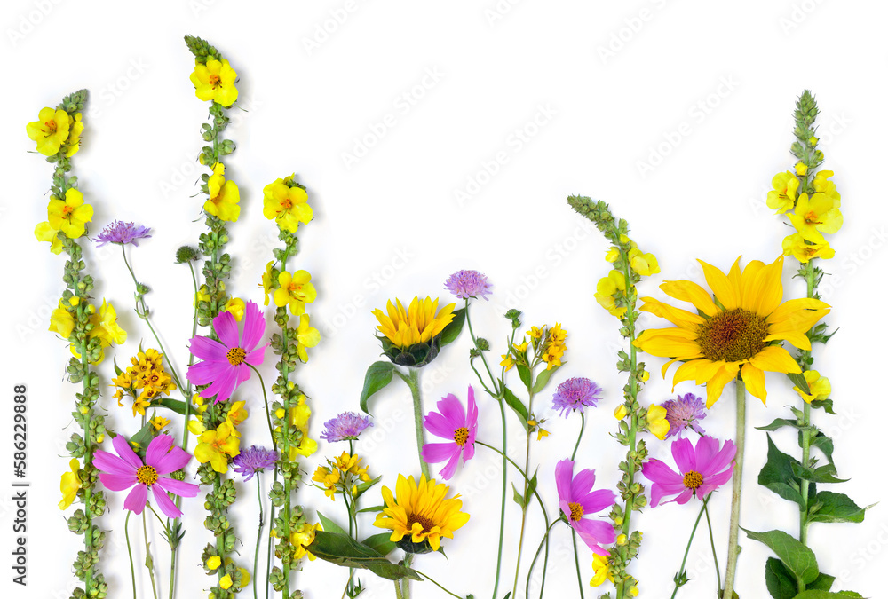 Wildflowers summer, sunflowers, yellow flowers Verbascum thapsus ( mullein ), pink flower cosmos on white background with space for text. Top view, flat lay