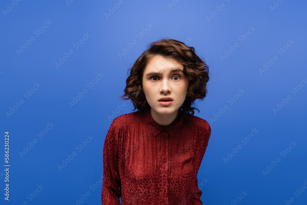 tensed young woman in maroon color blouse looking at camera isolated on blue. tensed young woman in maroon color blouse looking at camera isolated on blue.