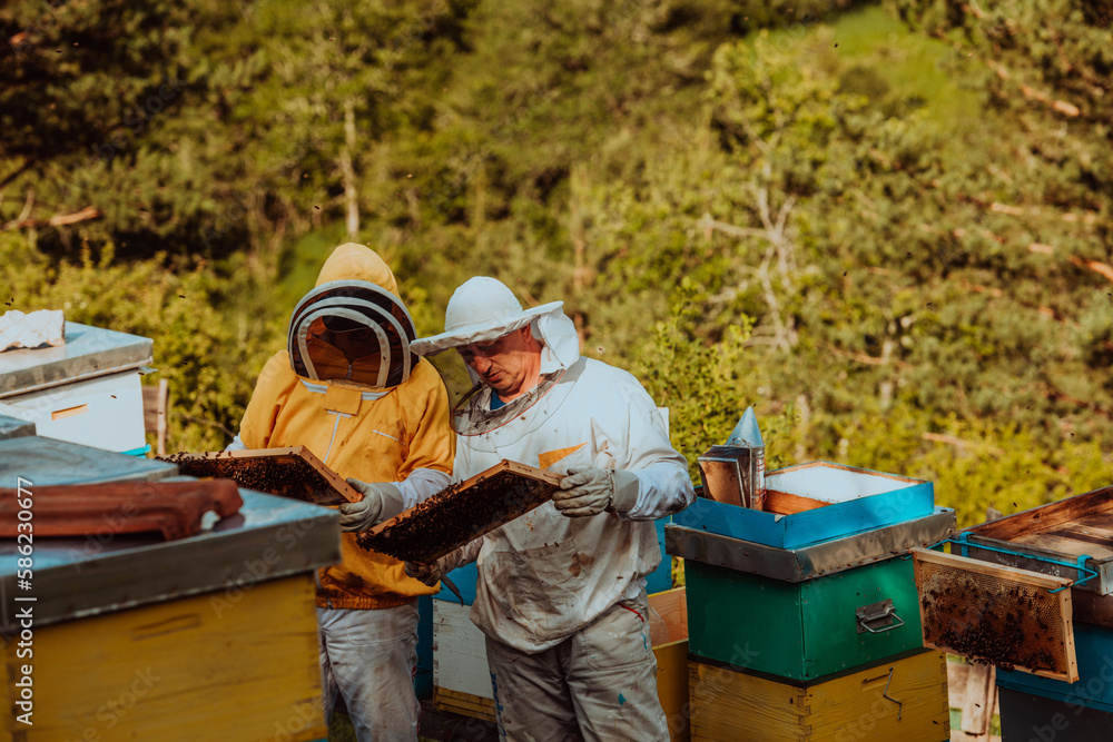 Beekeepers checking honey on the beehive frame in the field. Small business owners on apiary. Natural healthy food produceris working with bees and beehives on the apiary. Beekeepers checking honey on the beehive frame in the field. Small business owners on apiary. Natural healthy food produceris working with bees and beehives on the apiary.