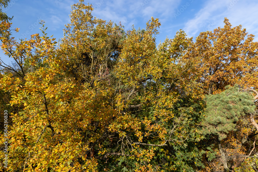 Mixed forest in the autumn season with different deciduous trees Mixed forest in the autumn season with different deciduous trees