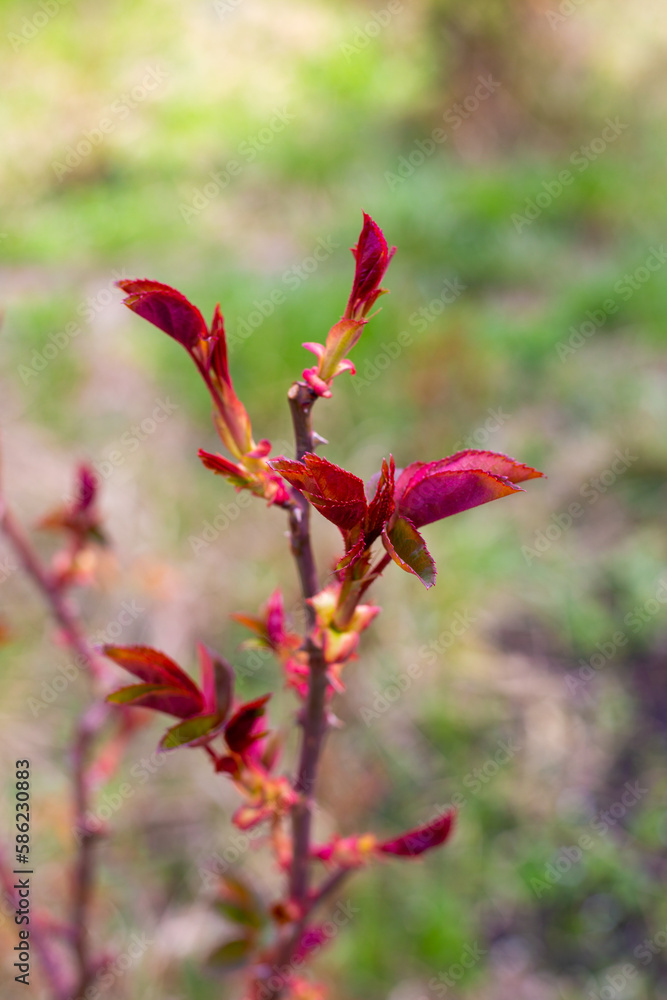 The first red leaves on a rose bush on a spring day. Growing flowers in the garden