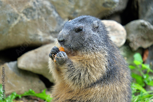 Close up of marmot with carrot in two hands