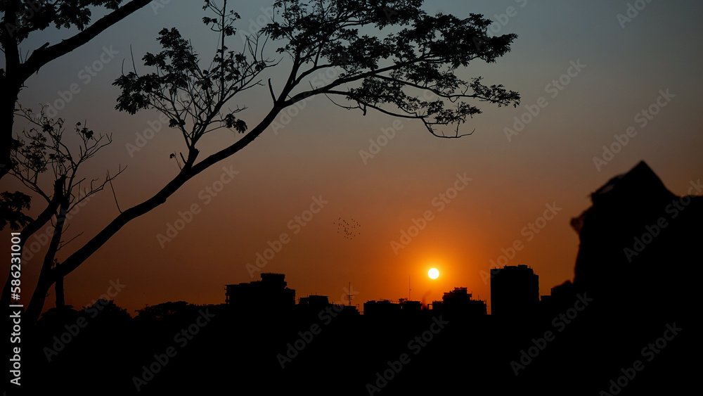 Tree silhouette sunset at the city