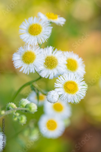 Erigeron strigosus blooming in a garden in Texas. photo