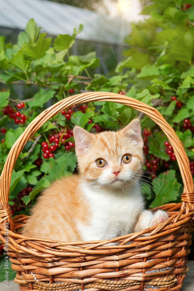 A British red-haired shorthair kitten is sitting in a basket made of vines against the background of a currant bush with red berries