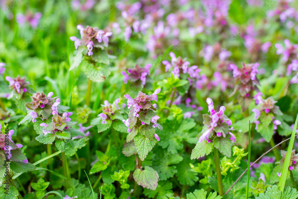 Spring blooms of meadow flowers on a sunny day. Lamium album or dead nettle Spring blooms of meadow flowers on a sunny day. Lamium album or dead nettle