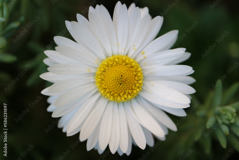 Fototapeta premium White Common Daisy With Yellow Stamens