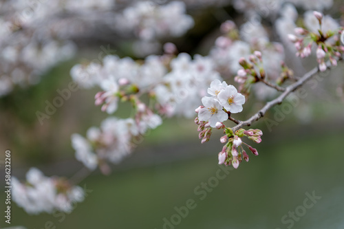 東京都千代田区九段にある千鳥ヶ淵に咲く桜 © zu_kuni