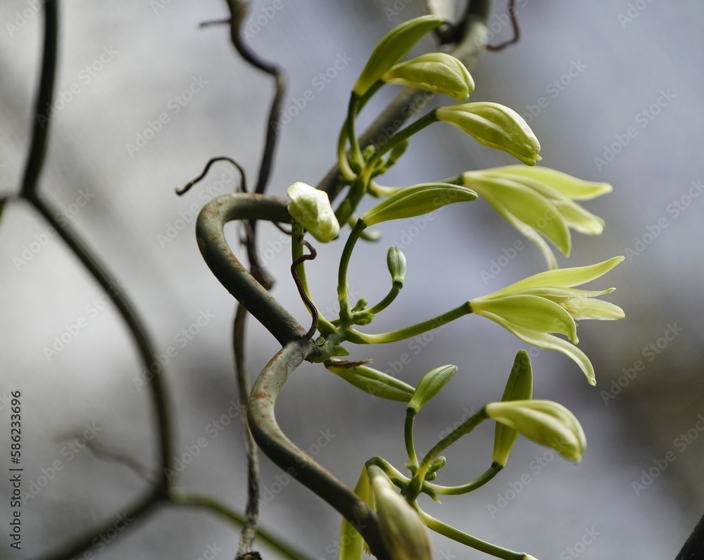 Vanilla planifolia is a species of vanilla orchid. Orchidaceae family. Manaus, Amazonas – Brazil. Vanilla planifolia is a species of vanilla orchid. Orchidaceae family. Manaus, Amazonas – Brazil.