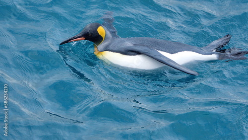 King penguin  Aptenodytes patagonicus  swimming in the Atlantic Ocean  off the coast of South Georgia Island