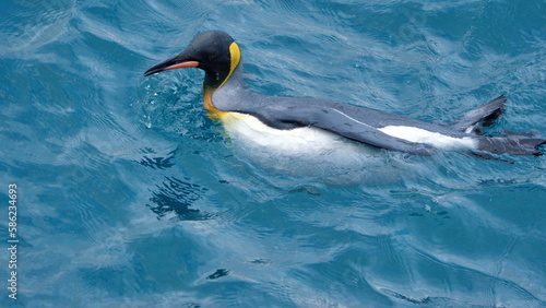 King penguin (Aptenodytes patagonicus) swimming in the Atlantic Ocean, off the coast of South Georgia Island