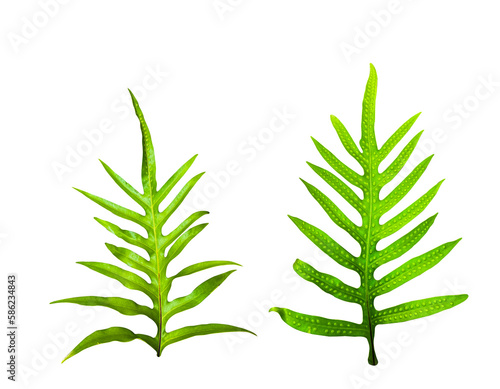 Isolated Phymatosorus scolopendria with clipping paths on white background