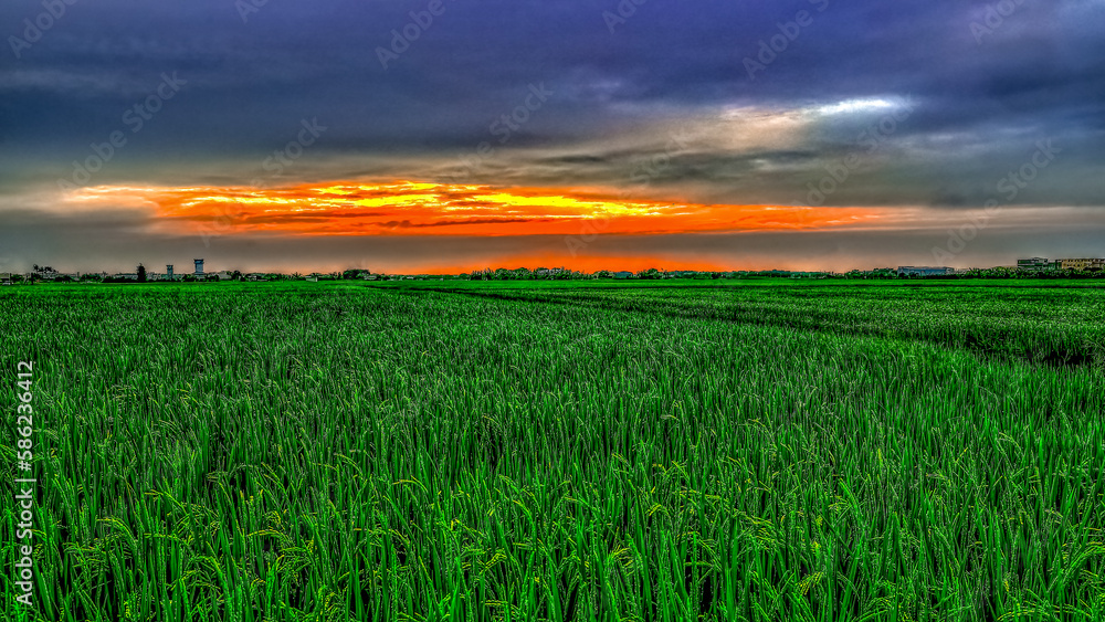 The vast fire cloud, blue sky and scenic,dreamy,broad field view of green rice,Shuishng,Chiayi,Taiwan.for branding,calender,postcard,screensave,wallpaper,poster,banner,cover,website.High quality photo