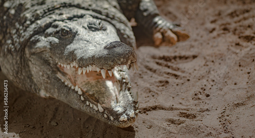 head of a crocodile