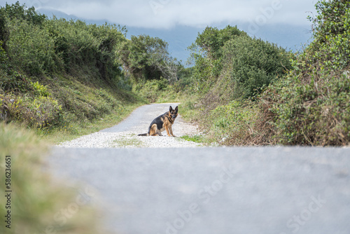 Obraz na płótnie dog sitting on the road with its tongue out w salonie