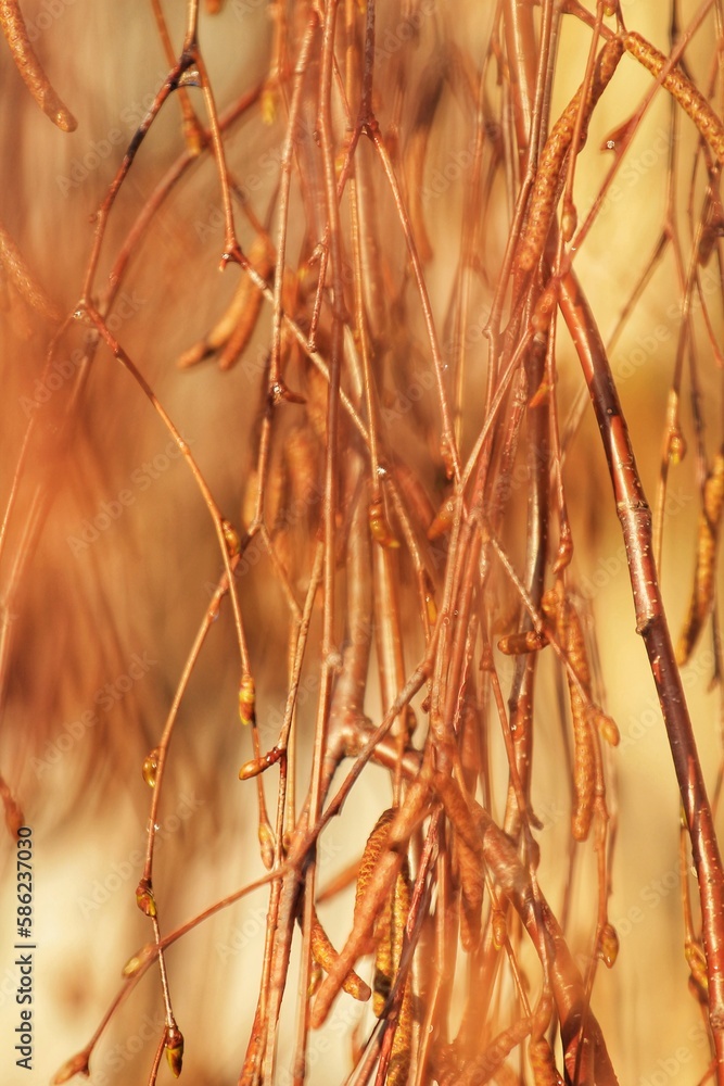 Obraz premium The first signs of spring