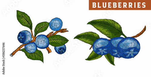 blueberry vector set, blueberries on a tree with hand drawn branches and leaves 