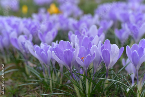 Purple crocuses grow in the ground