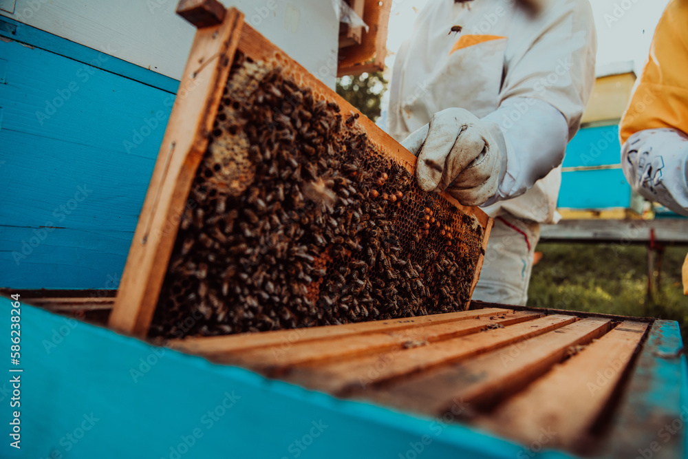 Beekeepers checking honey on the beehive frame in the field. Small business owners on apiary. Natural healthy food produceris working with bees and beehives on the apiary. Beekeepers checking honey on the beehive frame in the field. Small business owners on apiary. Natural healthy food produceris working with bees and beehives on the apiary.