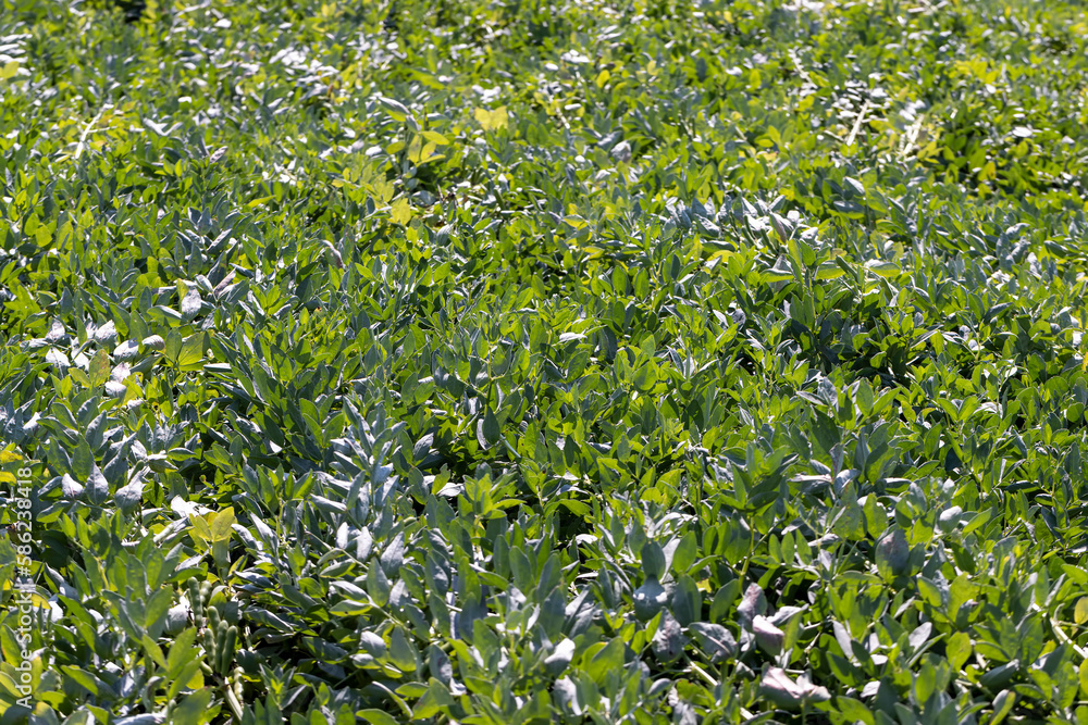 An agricultural field where green beans grow An agricultural field where green beans grow