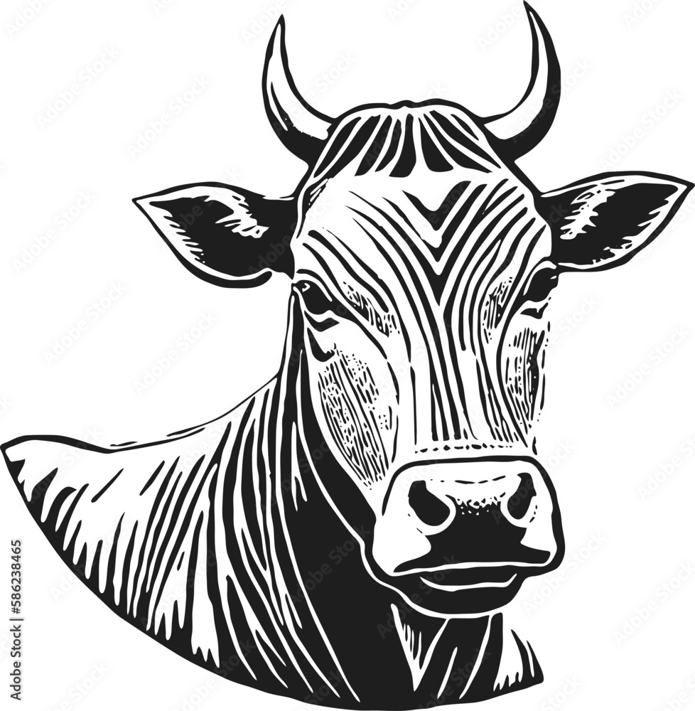 The head of a cow and a bull. Hand drawn in graphic black and white style. Vintage vector engraving for poster and social media. networks. Isolated on white background.