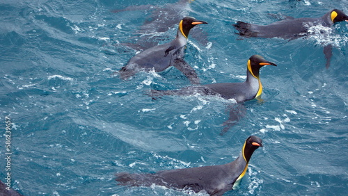 Raft of King penguins (Aptenodytes patagonicus) swimming in the Atlantic Ocean, off the coast of South Georgia Island