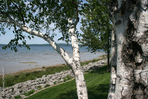 Birch Tree next to Lake michigan