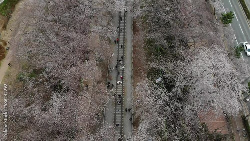 Top view at jinhae cherry blossom,Busan City,South Korea
 photo